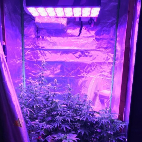 100W Led Plant Grow Light
